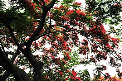 91今日大瓜 校园大瓜|校园资讯盛宴,一网打尽笑与泪-4